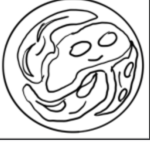 The seeing eyes