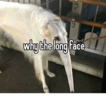 Borzoi Fanclub club