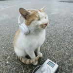 고양이₩