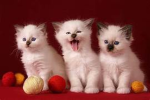 Kitten Group's