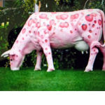 Chocolatey cows