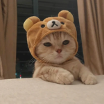 Didi_Store