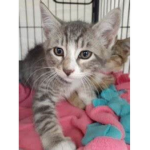 Saving Grace Pet Adoption Fan Group (Original)