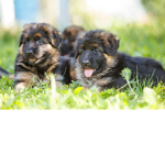 The Puppy Fan club and S.C.P