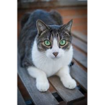 CATS_UNITED!