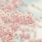 Pink_Blossoms
