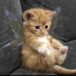 {Kittens & Cats group}
