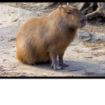 The drip Capybaras