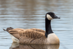 Canada_geese