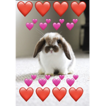 The pretty bunnies :)