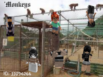 'monkeys