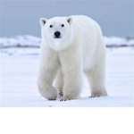 Our Homies Polar Bears!