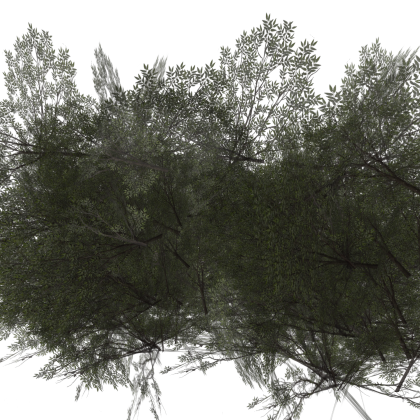 Bushes