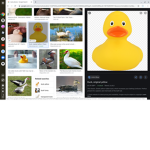 DUCKIES UNITE