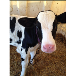 Moo moo cow1