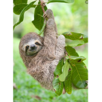 Neon_sloths