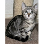 your kitten