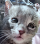 ≈ Catnip Couture ≈