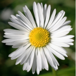 Dizzy Daisys