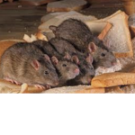 THE RAT KINGDOM OF ALL RATS