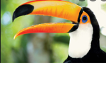Taco THE Toucan fan group!