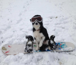 Surfing dogs