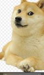 Doge is coool
