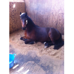 Cat horses and hamster group