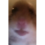 Hamster hehe