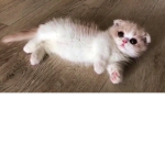 Furrys and cat owners club!!