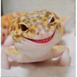 Geckos and superhero’s
