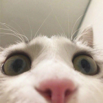 -Kaden’s apparel-
