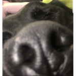 -Coco-