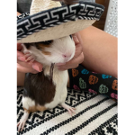 mylittleratt