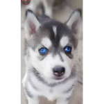 Husky cIub