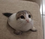 yrsocute
