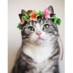 Kitty clubs