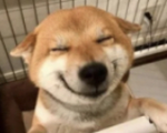 Doge people in the world