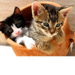 catz are the best