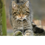 {* The Endangered Animal Protection Society *}