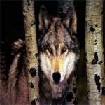 Western wolf assasains high ranks
