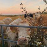 #Farm Squad