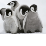 PENGUIN GANG xD