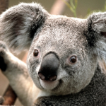 Koala Baby’s