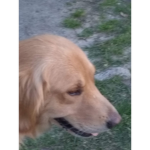 butter dog gang