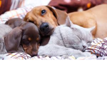 I <3 Animal's Hang out!