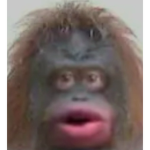 TMM / The Monke Military