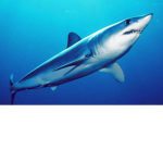 The master sharks