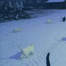 ✧