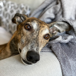 The Greyhound Group